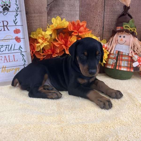 Stella, Doberman Pinscher Puppy